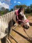 Willow, 13.3hh Mare
