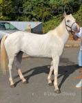 14.2hh Driving Mare