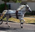 14.2hh Driving Mare