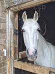 14.2hh Driving Mare