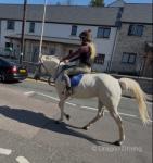 14.2hh Driving Mare