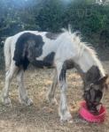 Colt Foal