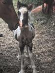 Colt Foal
