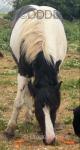 14.1hh Gelding