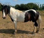 14.1hh Gelding