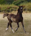 Welsh Section C Colt Foal 