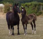 Welsh Section C Colt Foal 