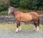Buddy, 16.2hh Riding Gelding