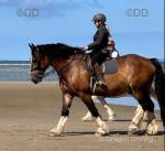 Buddy, 16.2hh Riding Gelding