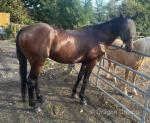15hh Ride and Drive Gelding 