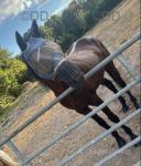15hh Ride and Drive Gelding 