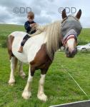 Enzo, 15.2hh Ride & Drive Gelding
