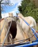 Enzo, 15.2hh Ride & Drive Gelding