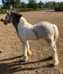 Colt Foal