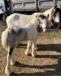 Colt Foal