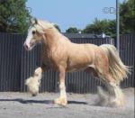 Colt Foal