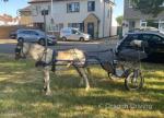 Toytown Tease, 11hh Ride & Drive Mare