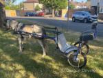 Toytown Tease, 11hh Ride & Drive Mare