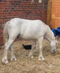2 Year Old Gelding