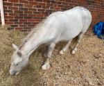 2 Year Old Gelding