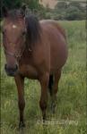 15hh Mare in Foal