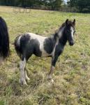 Colt Foal
