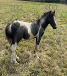 Colt Foal