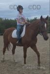 Ginger Bread, 16.2hh Riding Gelding 