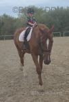 Ginger Bread, 16.2hh Riding Gelding 