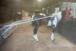 Standardbred Driving Gelding