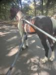 Standardbred Driving Gelding
