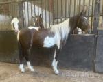 Standardbred Driving Gelding