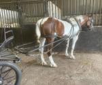 Paris Hilton, 15.1hh Driving Mare