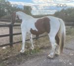 Paris Hilton, 15.1hh Driving Mare