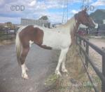 Paris Hilton, 15.1hh Driving Mare