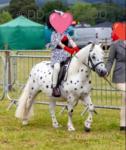 Pebbles, 11.1hh WPB Riding Mare