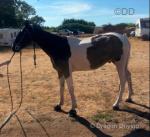 Appalo, 15hh Ride and Drive Gelding 