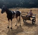 Appalo, 15hh Ride and Drive Gelding 