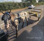Appaloosa gelding 13.2hh 6 years old. Passported, ridden and driven by a 11 year old, he's done a few drives this year. 