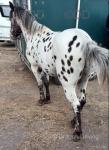 13.2hh Ride and Drive Gelding with Cart & Harness