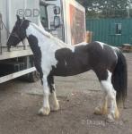 Our new pretty black and white mare, she is 9 years old, stands at 13.2hh. Very quiet pony, good with farrier, easy to catch. 