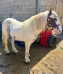 12.3hh Red and white mini cob gelding, 4 years old. Ride and drive (although) not driven since previous owner. He is a super super safe riding cob. 1st/2nd lead rein pony. Safe as houses in all traffic. Not remotely spooky. Has been ridden by complete beginner. Stands to groom, bath, farrier with no issues. 