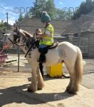 12.3hh Riding Gleding 