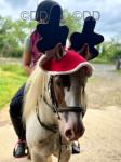 12.3hh Riding Gleding 
