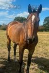 Moose, 17hh Gelding 