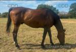 Moose, 17hh Gelding 