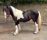 Filly