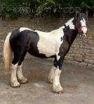 Filly