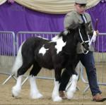 Yearling Filly