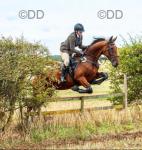 Kalamanda, ready for her next season hunting. Honest advert, 16.2hh French trotter 5 years old. Safe & sensible but not a novice ride as she can get excited in company but never nasty. She's a fun ride will jump anything you put her to poles, fences, hedges you name it she's done it. She's been hunting last season, good with the hounds, can be strong but still listens on the field has very good manners. 
